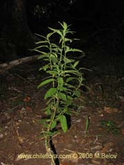 Image of Solanum valdiviense (Huvil/Llaguecillo)